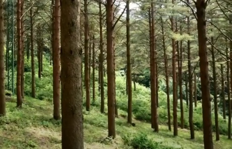 숲1.jpg