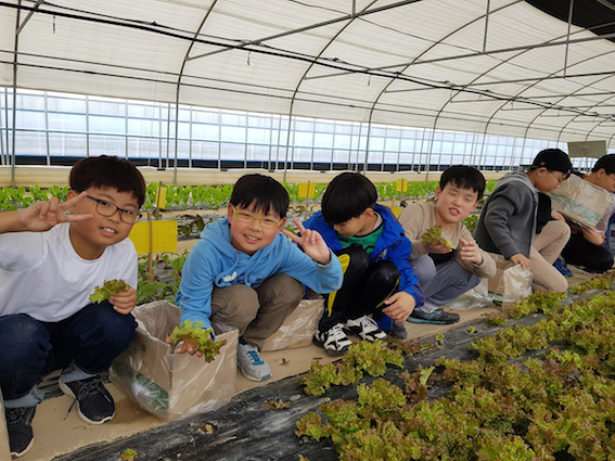 전남1   농촌마을 체험- 담양 두리농원 유기농쌈채소 수확 체험   .jpg