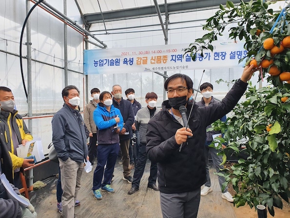 제주  신품종감귤 현장설명회  2.jpg