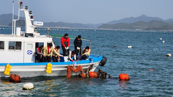 경남1   시료채취(우렁쉥이양식장).JPG