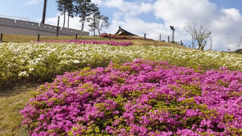 크기변환_2. 오래 기다리셨지요_ 경주화랑마을 재개(화랑마을 꽃사진.jpg