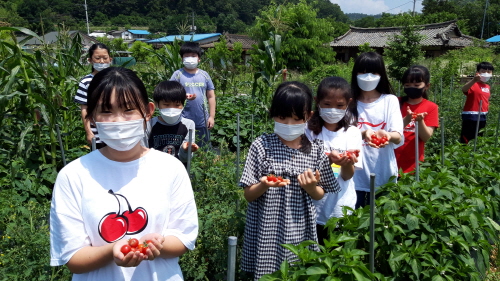 일괄편집_[크기변환]3.경북교육청 인성교육, 위기를 기회로 알찬 결실 맺어01(지난 7월 군위 의흥초등학교에서 생명존중, 협동 등의 인성 가치 함양을 위해 텃밭가꾸기를 하고 수확하는 모습).jpg